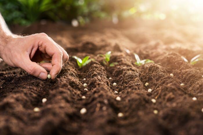 seed-growth
